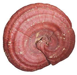 开放宇宙《For the Stars》公布 登陆PS5＆XSX＆PC